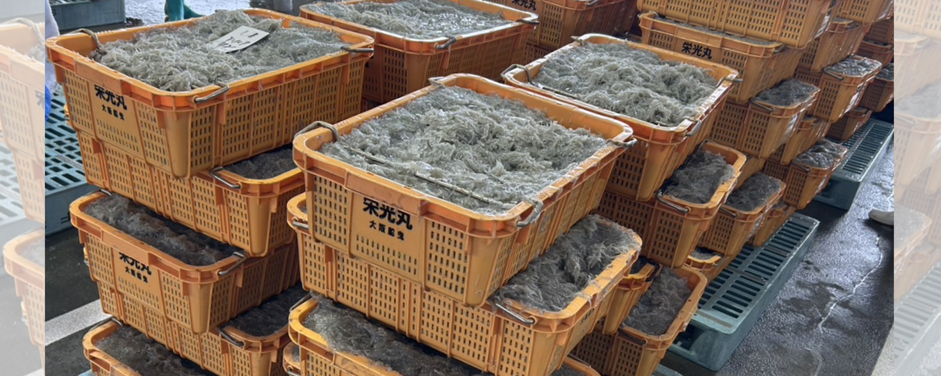 大阪湾の恵みを守る