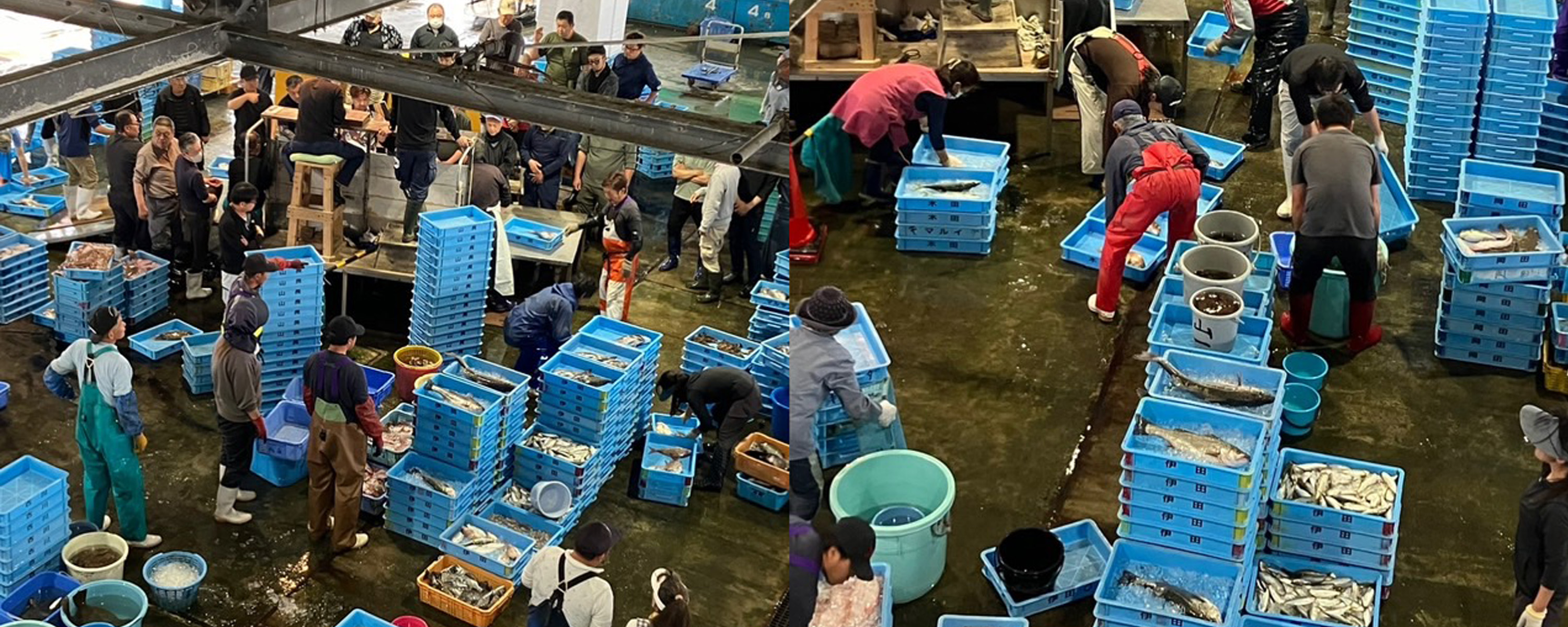 魚庭(なにわ)の海を育てる・大阪府漁連