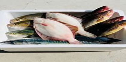 朝どれ海鮮ボックス