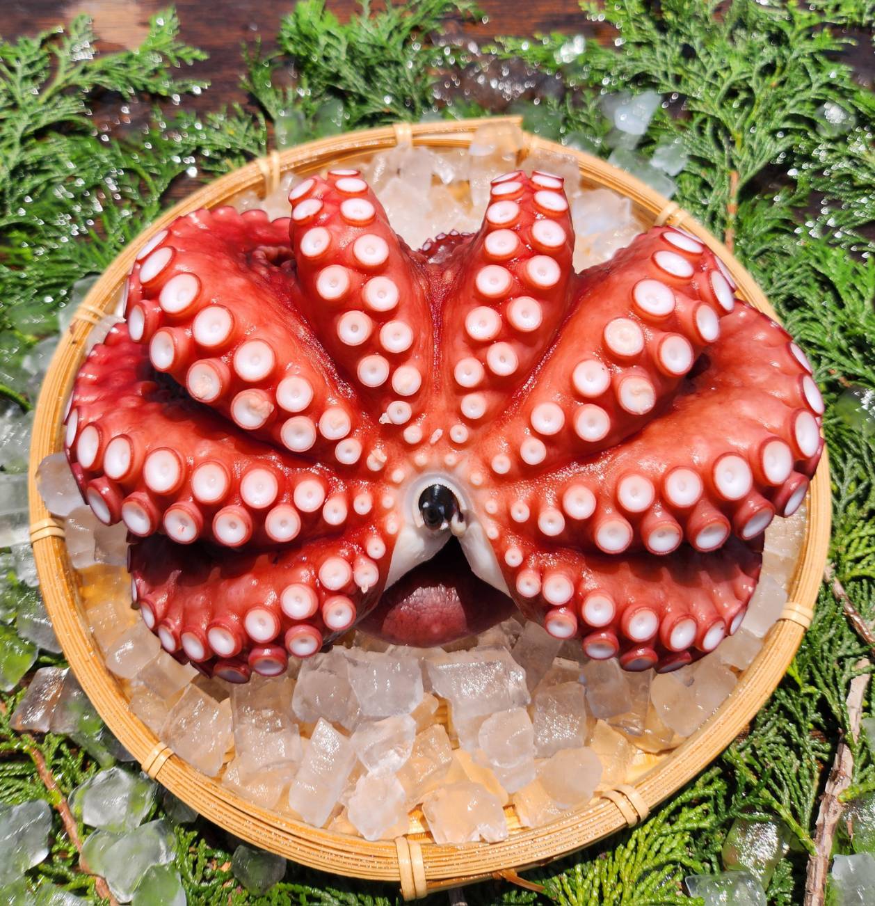 泉だこ