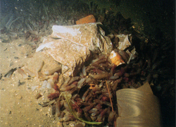 大阪湾　海底のゴミ
